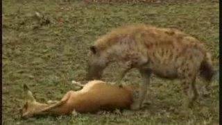 Gazelle Outsmarts a Cheetah and Hyena