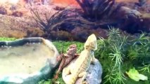 Bearded dragons waving to each other