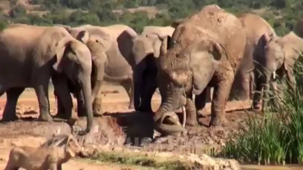 Baby Elephant Screams for Help