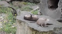 Otter spielt mit einem Stein
