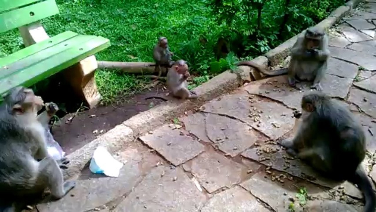 Monkey picnic