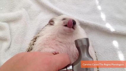Adorable Hedgehog Version of Miley Cyrus' 'Wrecking Ball'