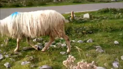 Ne passons pas  côté des choses Simples... C'est tellement plus VRAI !!! 2