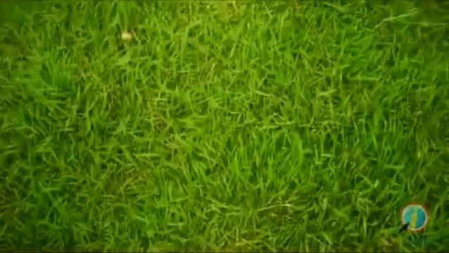 Zorzal Termite Exterminating Corp. | Exterminadores Carolina