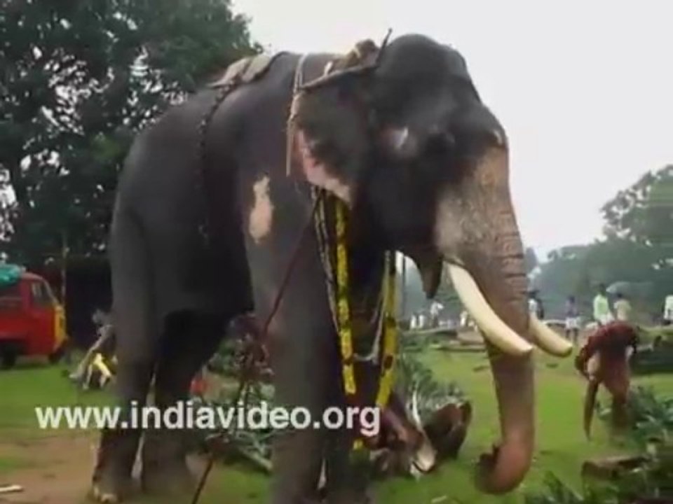 Elephant - Thiruvanikkavu Temple, Thrissur