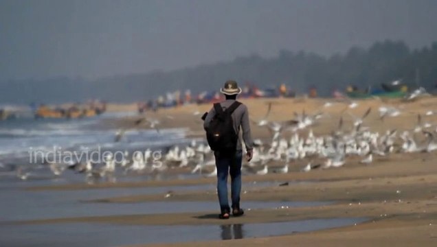 Siberian Seagulls at Indian Beach