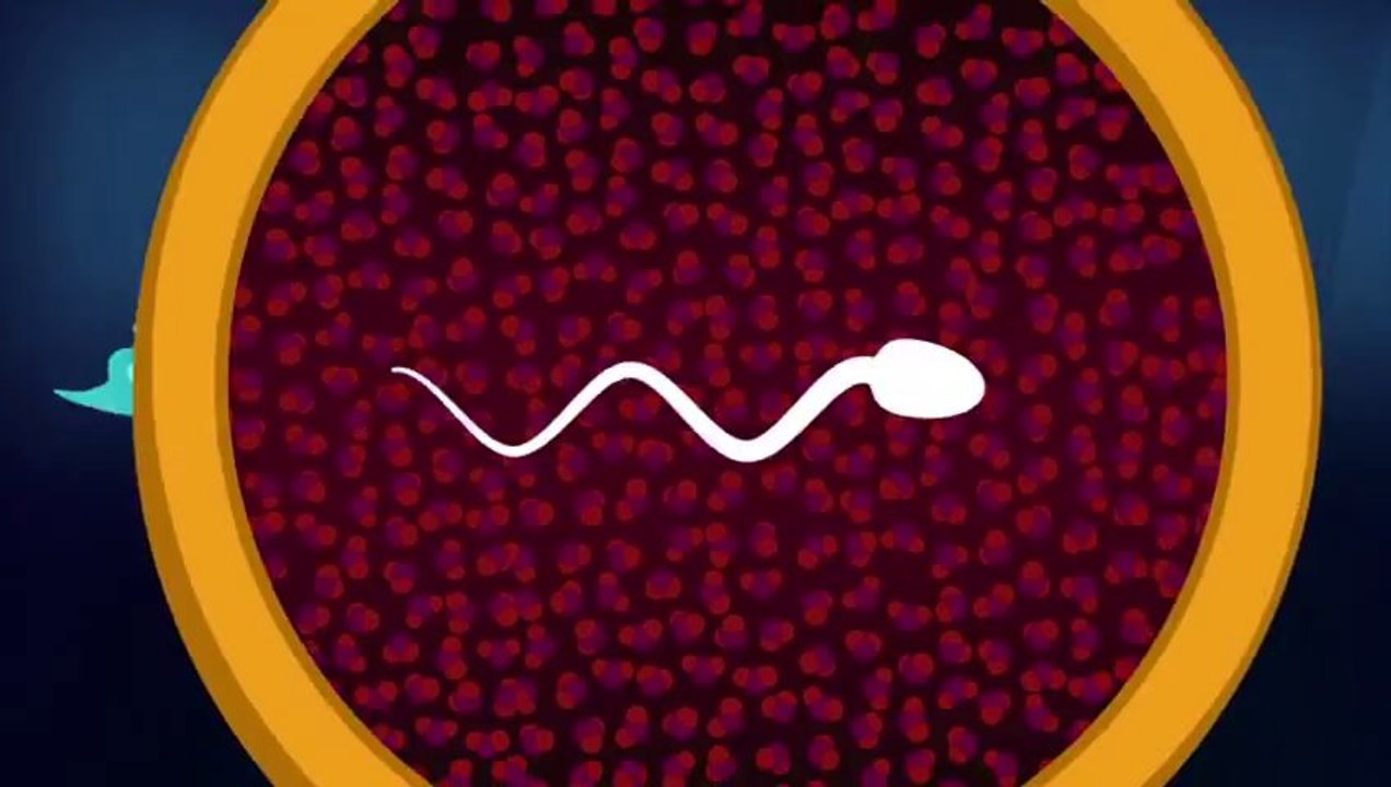 The physics of sperm vs. the physics of sperm whales.