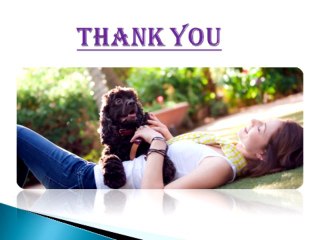 Affordable Vet Insurance