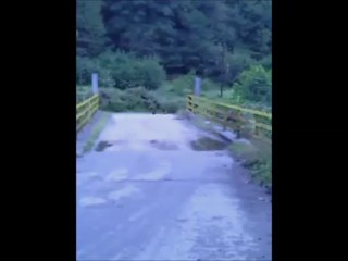 Çamlıhemşin'de Aç Kurt Saldırısı