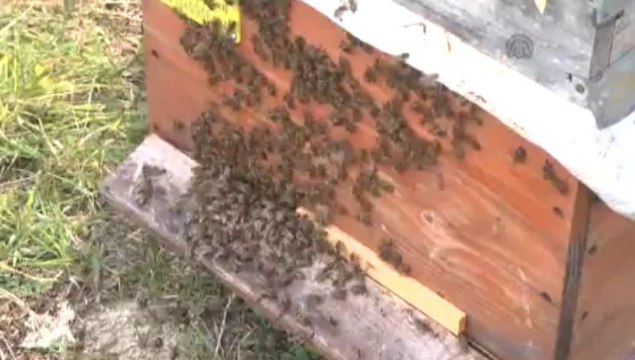 Bu sütün kilogramı 10 bin lira