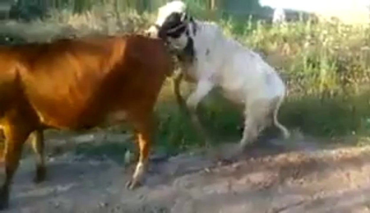 desperate cows