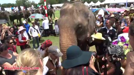 Hua Hin Today - Elephant at Anantara Elephant Polo 2013