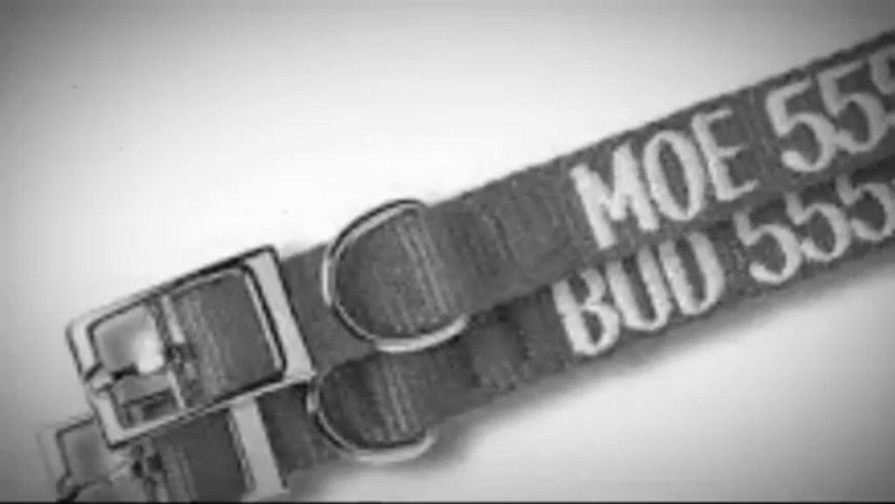 Best Dog Collars