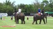 Hua Hin Today Anantara Hotels, Resorts & Spas King's Cup Elephant Polo Tournament