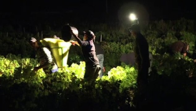 Les vendanges ont commencé dans le Beaujolais