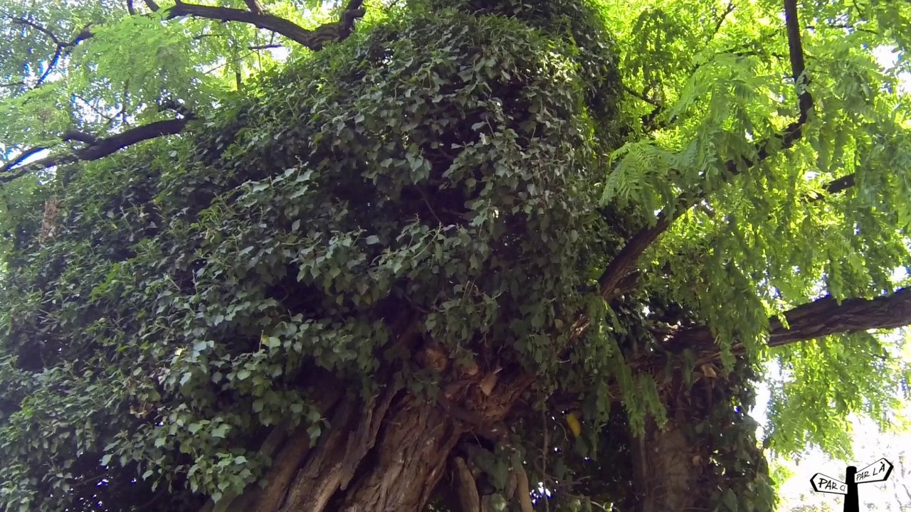 Où voir le Plus Vieil Arbre de Paris ?