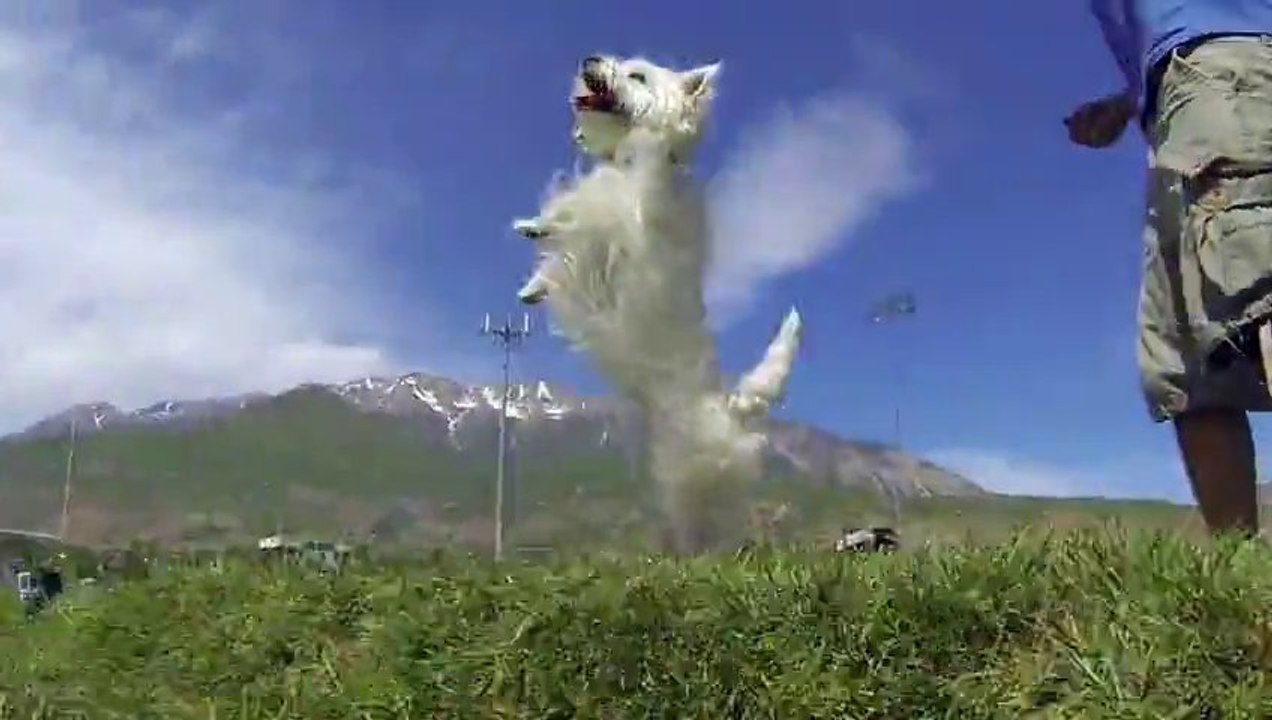 Puppies frozen in time! 52 GoPro Cameras With Orapup!