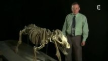 Les Prédateurs de la préhistoire (dents de la mort), documentaire