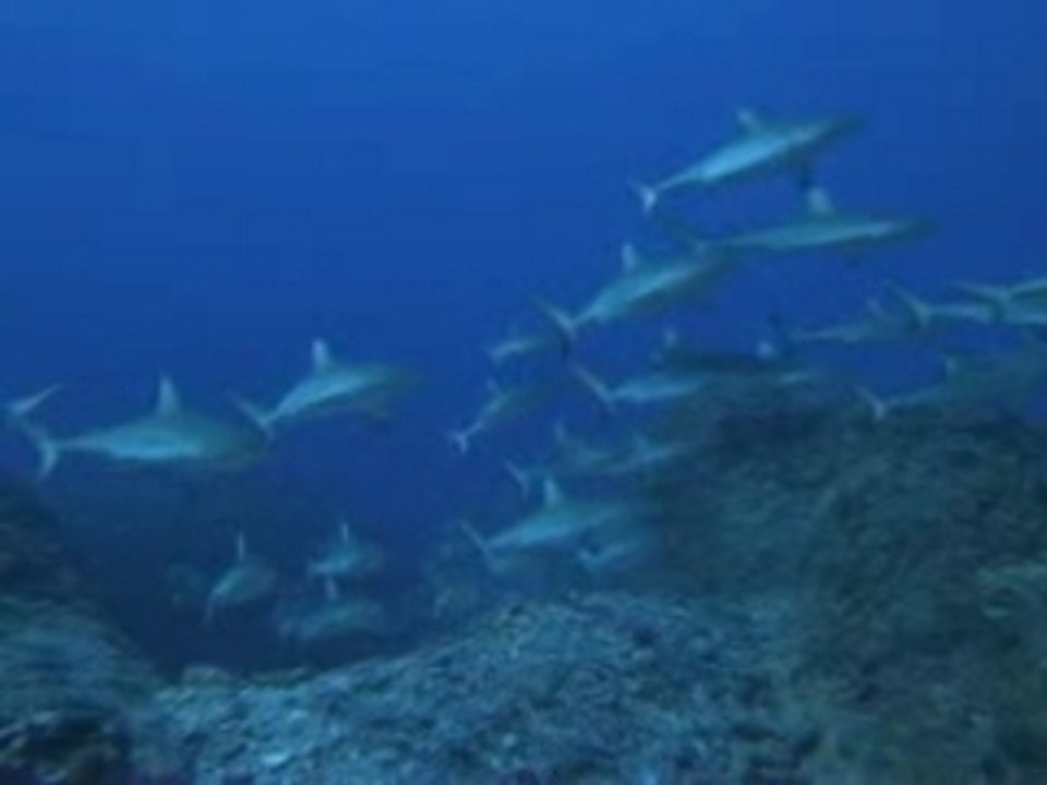 TIBURONES 3D (Castilian Version)