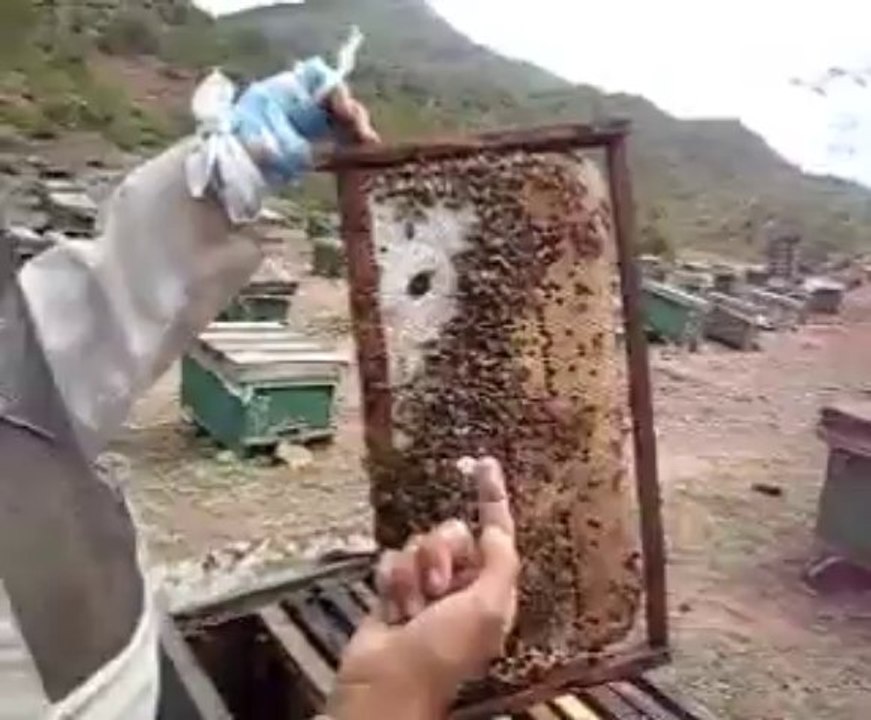 Bee keeper