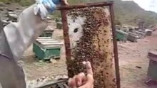 Bee keeper