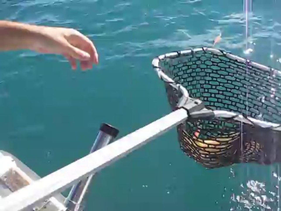 Premier gros cala saison 2013-2014