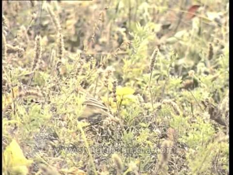 Highland Pipit in the high Himalaya, Rudragaira valley
