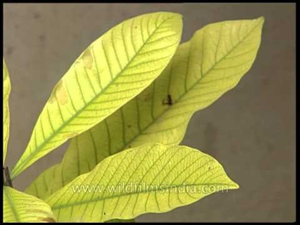 Indoors green plants are said to be good for ai...