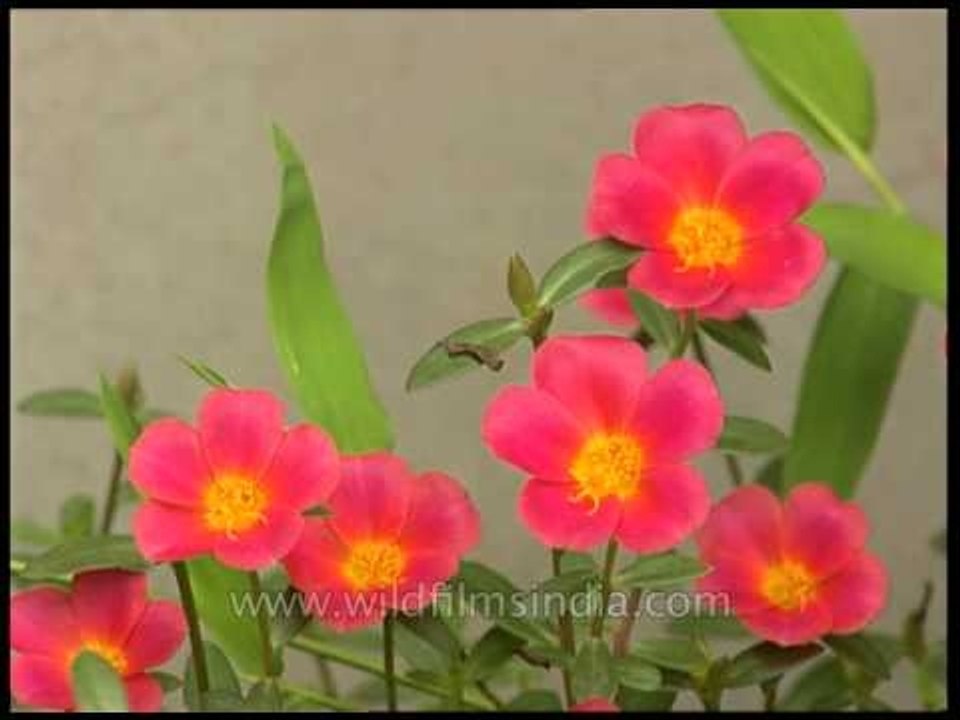 Single-portulaca flower