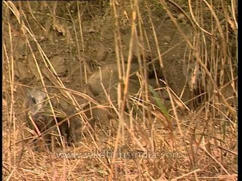 Wild boars at Sariska National Park