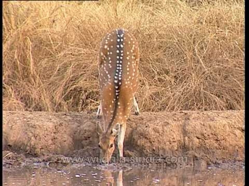 Cheetal deer at Sariska National Park
