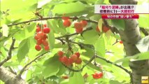 収穫直前のコシヒカリ約1トンが何者かに刈り取られる 新潟(13_09_24) - YouTube