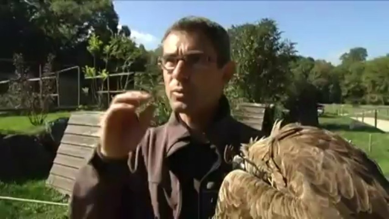 Voir la terre et la mer du dos d'un aigle