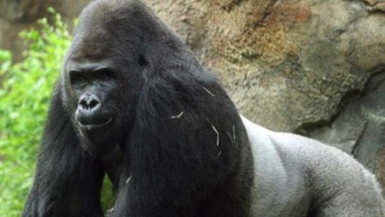 'Sexist,' Anti-Social Gorilla Kicked Out of Zoo