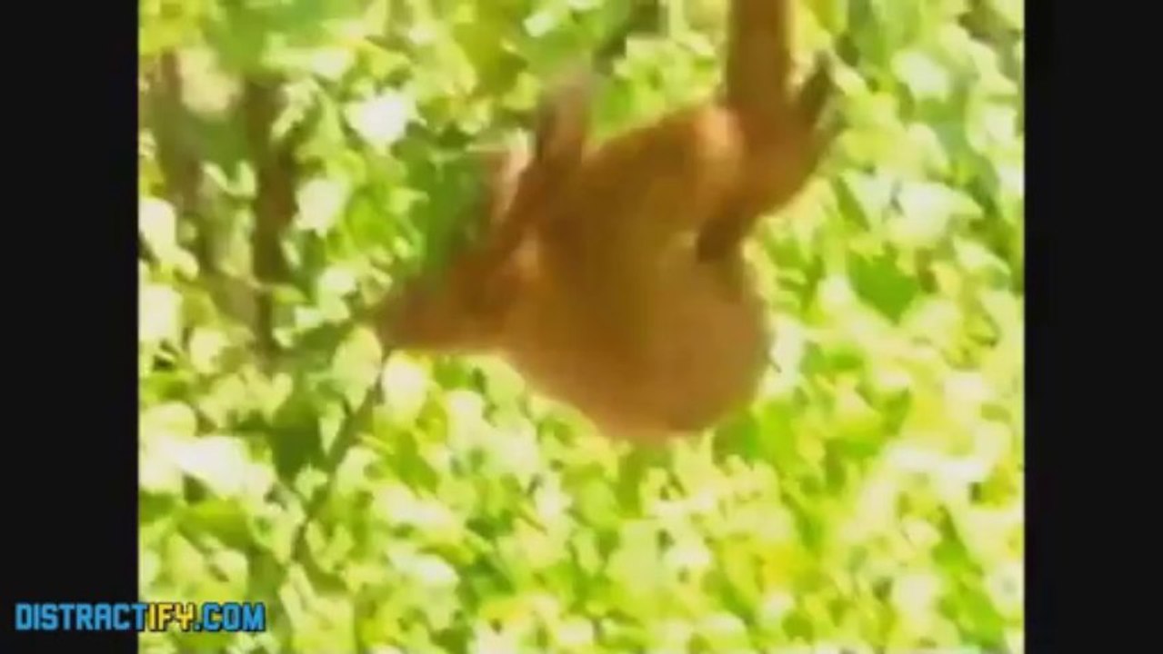 ANIMALS ARE AWESOME 2013