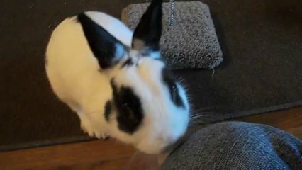 Pinou et le jouet des chats (24/09/13)