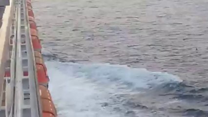 Holiday-makers delight at dolphin sighting