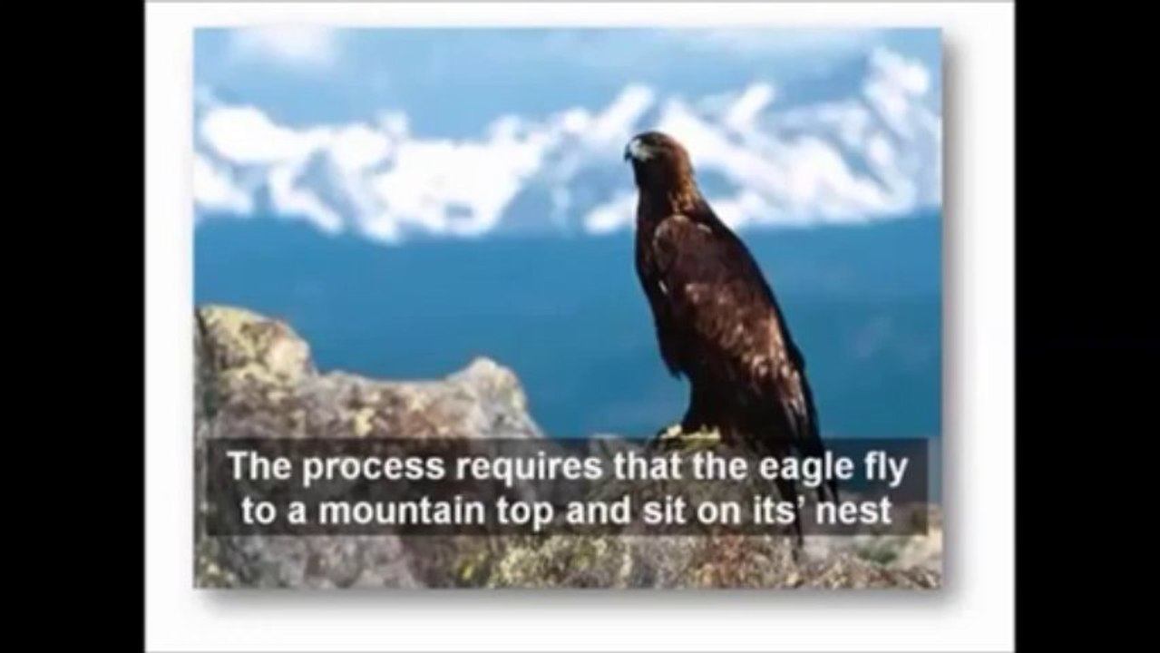 Eagle's Story