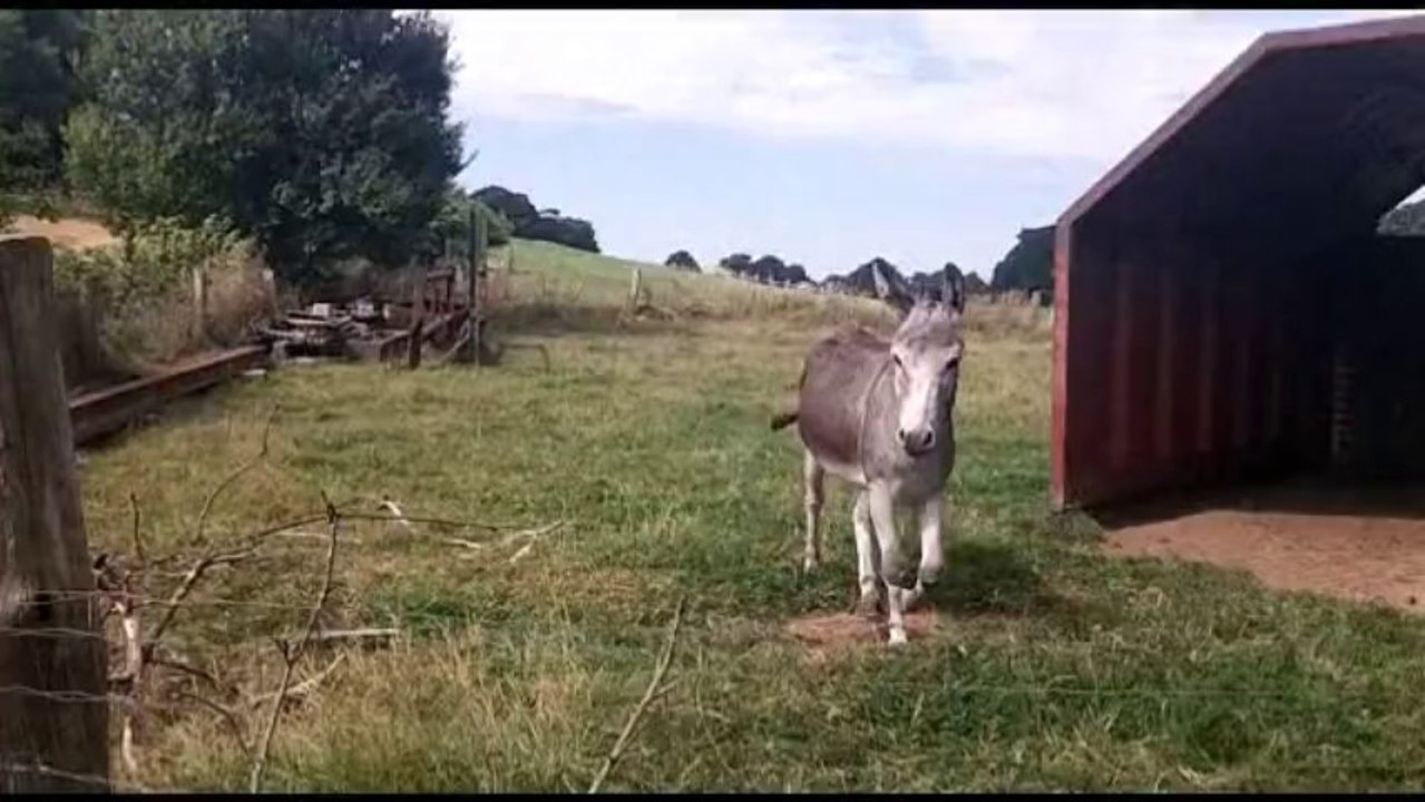 COURSE NATURE TRAIL MONTAUDINOISE ( 53 ) 7.3km et 14.6km ( reportage avec mario et son petit vélo