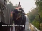 Elephant Ride Jaipur