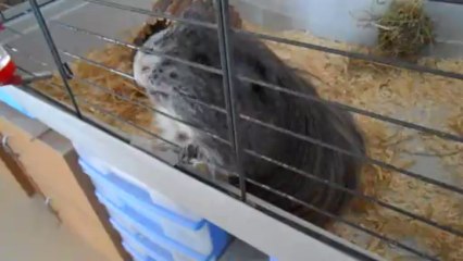 Natu réclame sa salade