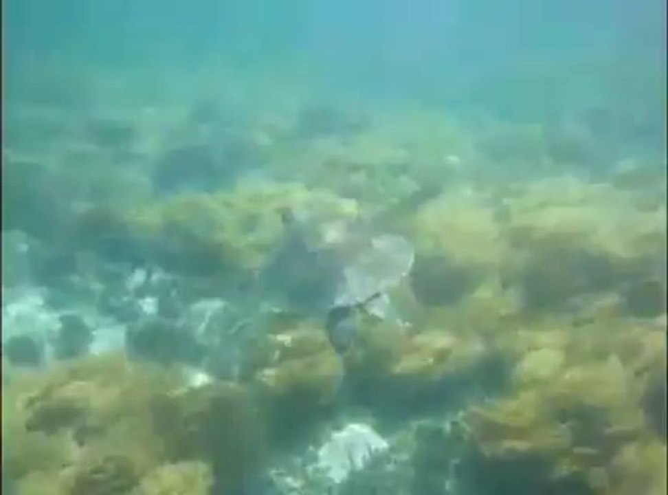 Nage avec une tortue