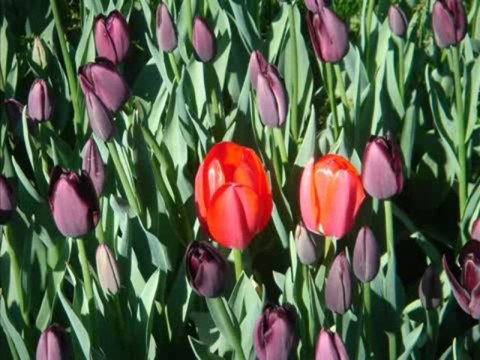 Noor Jehan n Nusrat Fateh Ali Khan - Tere Bina Rogi Hoye