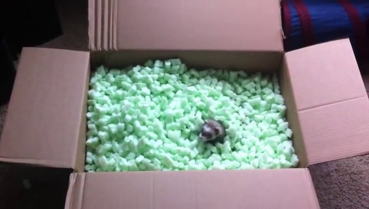 Des bébés Furets jouent dans une boite! Et il adorent ça!