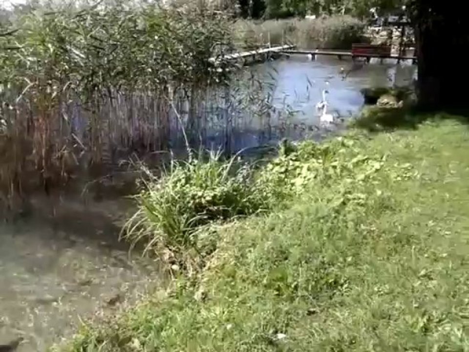 Coeur d'Amour sifflé avec les cygnes