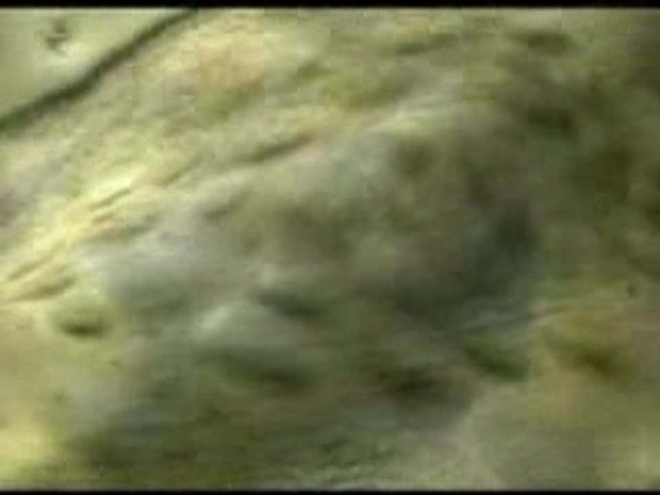 Funny - Budweiser Advert (dogs)