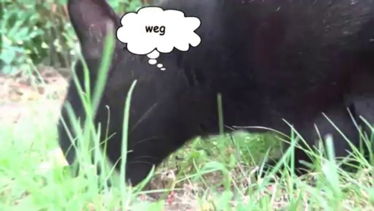 Katze frisst Maus - Mausetot - die Maus ist tot