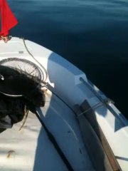 yunuslarla sabah keyfi