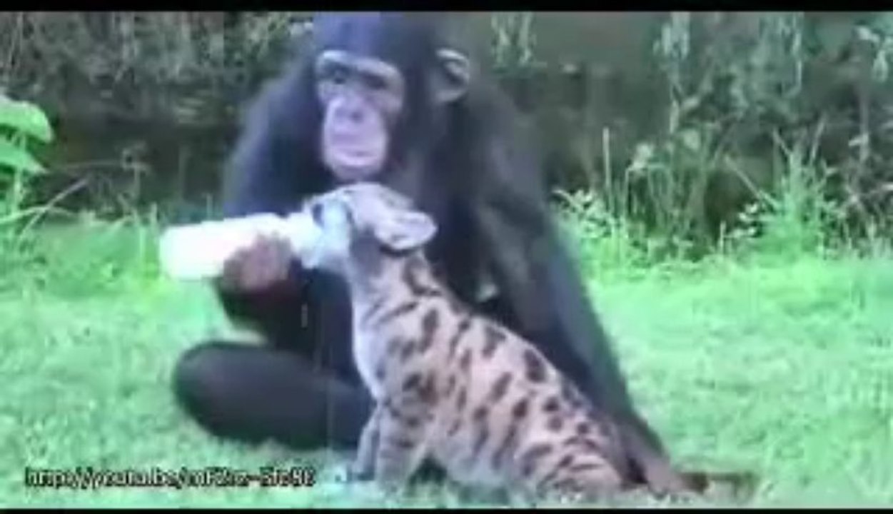 adorable animaux !!