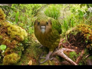 Les plus beaux oiseaux